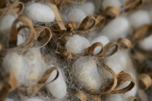 Silkworm Cocoons